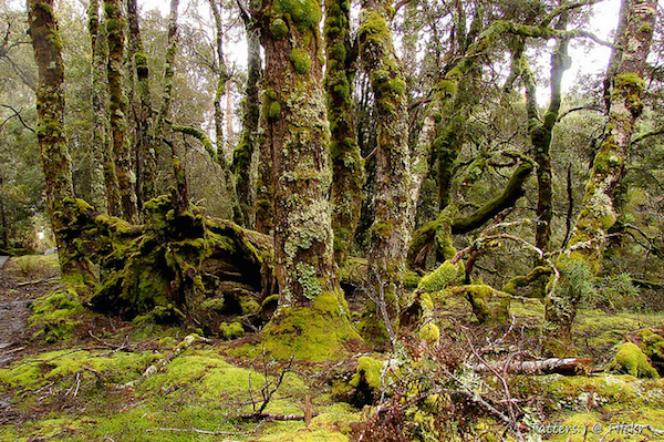 Old and mossy Myrtle-beech trees. Overland track Tasmania Tatters Flickr