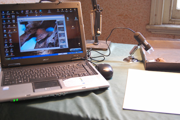 Examining artefacts under microscope