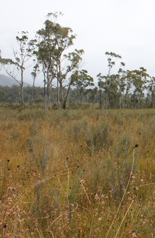 deb wace buttongrass plain.jpg