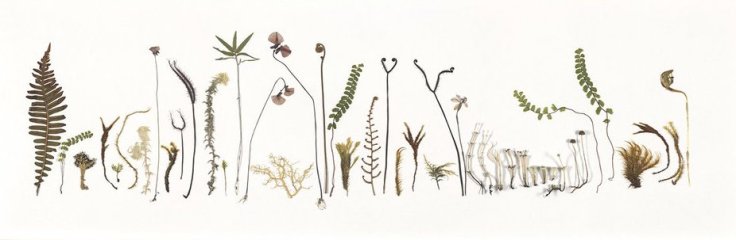 deb wace frieze 2 wild island tas