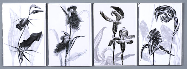 deb wace orchid prints.jpg