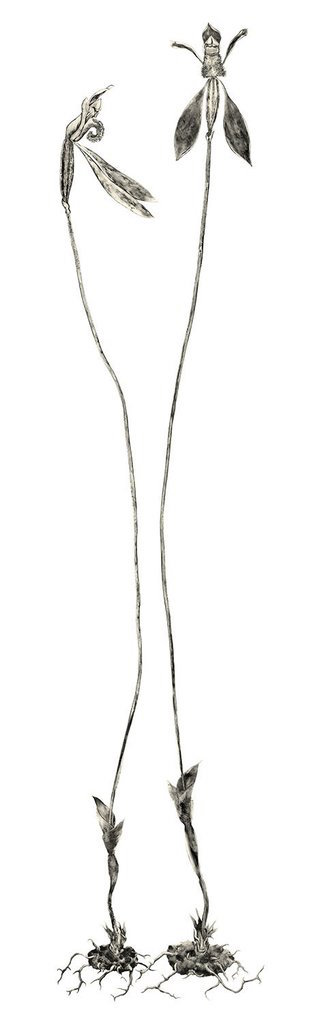 Deb Wace Parsons Bands from Wild Island.jpeg